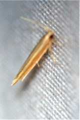 Pyroderces albistrigella