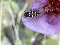Acmaeodera alicia