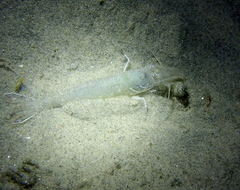 Crangon nigromaculata