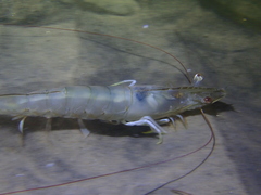 Penaeus californiensis