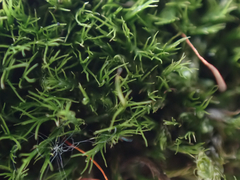 Distichium capillaceum