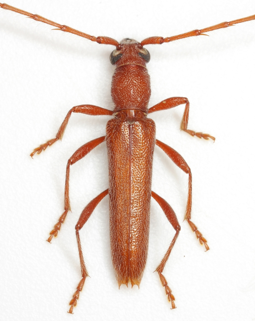 Aneflomorpha