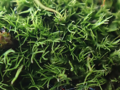 Distichium capillaceum