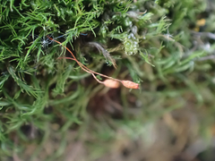 Distichium capillaceum