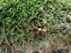 Distichium capillaceum