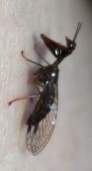 Mantispinae