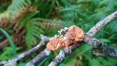 Hypocreopsis rhododendri