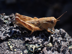 Melanoplus triangularis