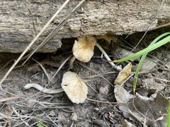 Agrocybe acericola