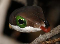 Dispholidus typus typus