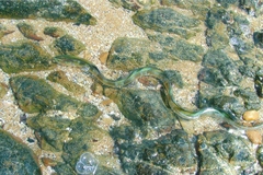 Xiphasia setifer