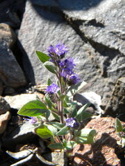Phacelia marcescens
