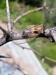 Diceroprocta eugraphica