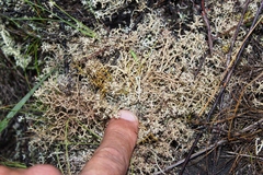 Cladonia subpungens