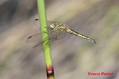 Trithemis dorsalis