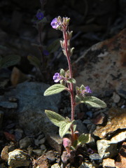 Phacelia vallicola