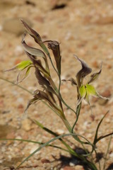 Gladiolus permeabilis permeabilis