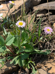 Erigeron nivalis