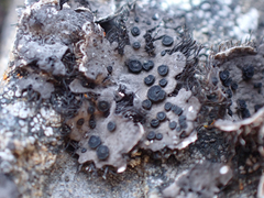 Umbilicaria cylindrica