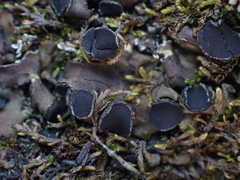 Umbilicaria cylindrica