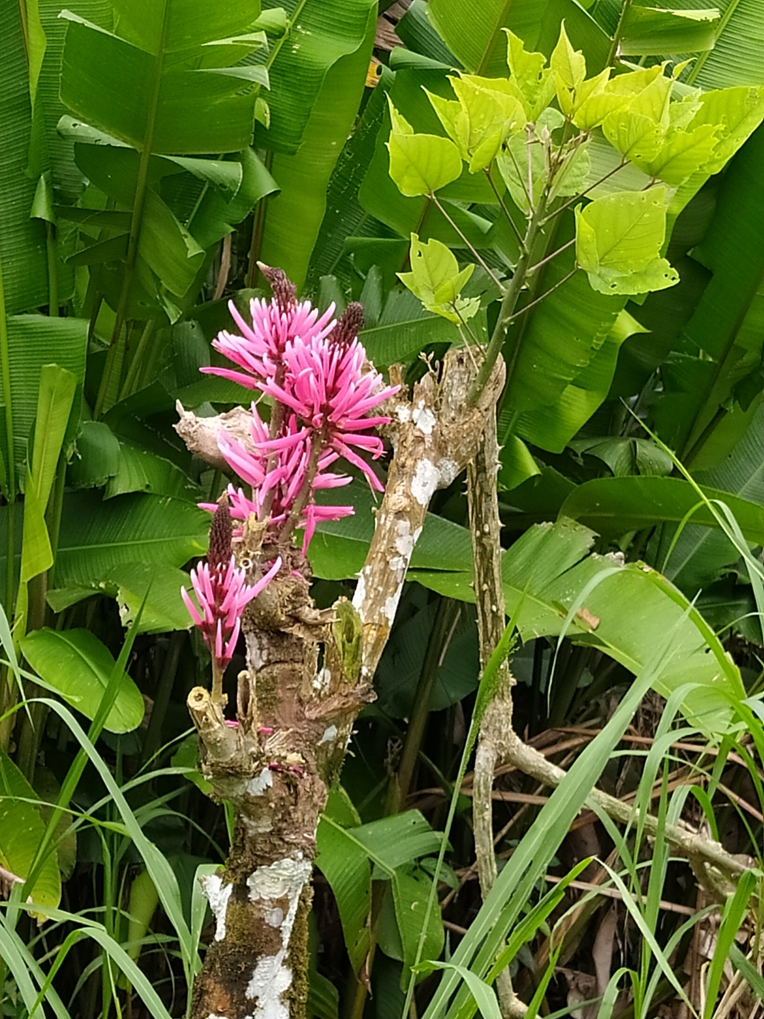 Imagem de Mulungu-da-amazônia