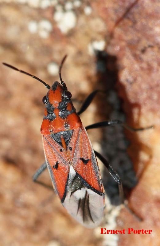 Haemobaphus