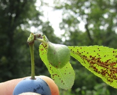 Prunus spinosa dasyphylla