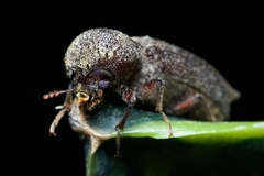 Heterobostrychus hamatipennis