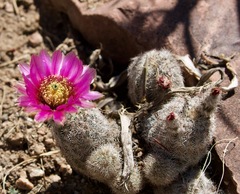 Echinocereus