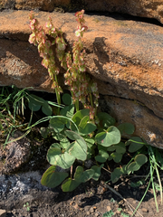 Oxyria digyna