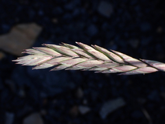 Elymus violaceus