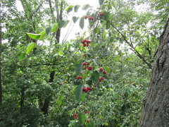 Cotoneaster multiflorus
