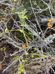 Astephanus triflorus