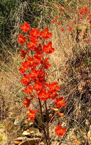iNaturalist observation photo of Scarlet Larkspur