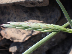 Elymus violaceus