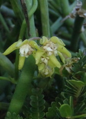 Cynanchum viminale viminale