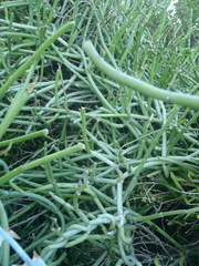 Cynanchum viminale viminale