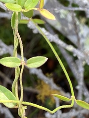 Astephanus triflorus