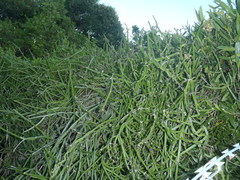 Cynanchum viminale viminale