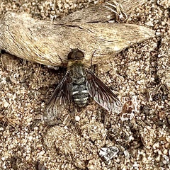Chrysanthrax vanus