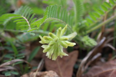Astragalus tennesseensis