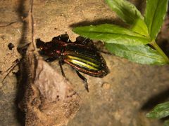 Carabus lineatus lateralis