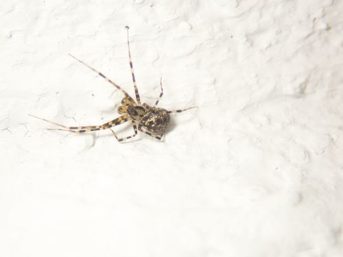 Labulla machadoi