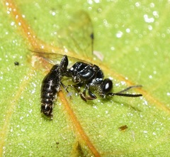 Hymenoptera