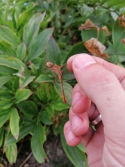 Sympetrum meridionale