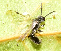 Hymenoptera