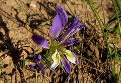 Babiana mucronata