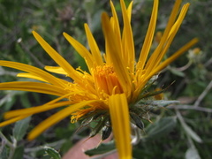 Berkheya fruticosa
