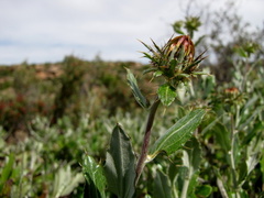 Berkheya fruticosa