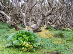 Metrosideros umbellata